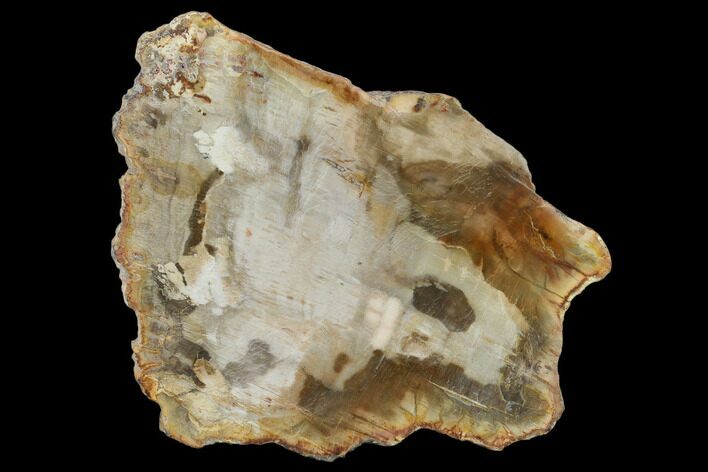 Petrified Wood (Araucaria) Slab - Madagascar #131455